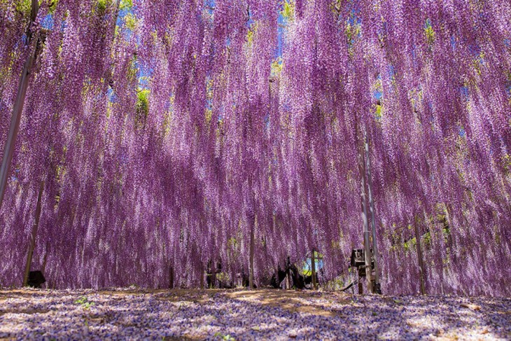 árbol whisteria 144 años en primavera 