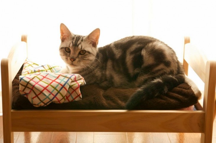 gato durmiendo en cama de muñecas