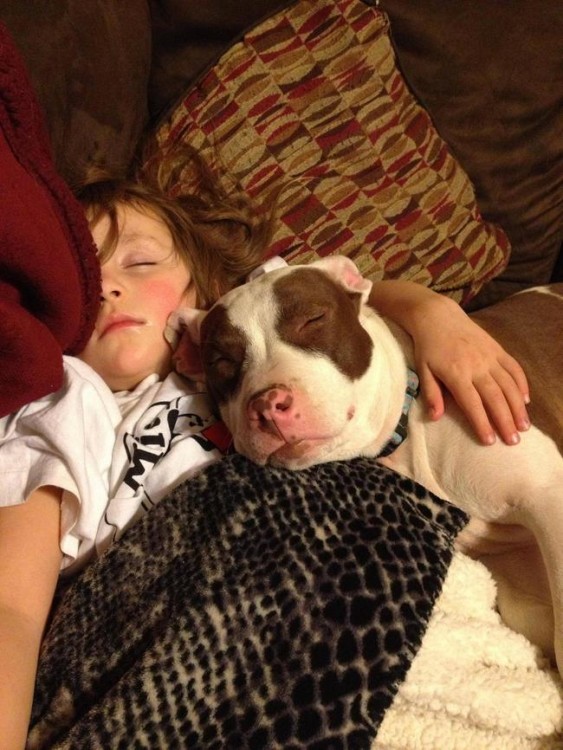 PERRITO CON MANCHAS DORMIDO JUNTO A LA PEQUEÑA