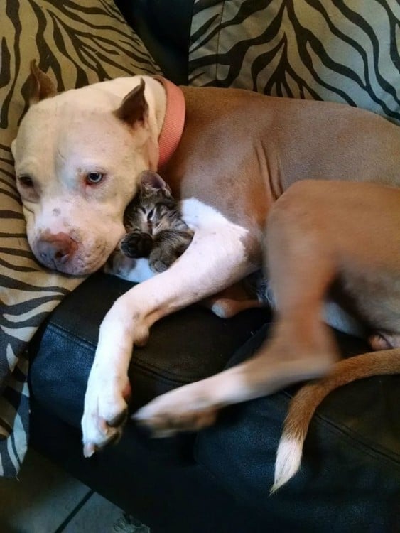 PIT BULL ABRANZANDO A UN GATO