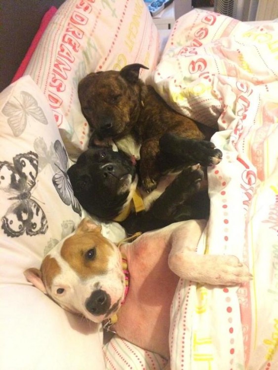 3 PERROS PITBULL ACOSTADOS EN UNA CAMA JUNTOS