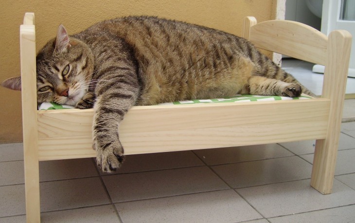 gato durmiendo en cama de muñecas