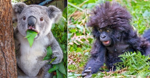 animales que quedaron sorprendidos