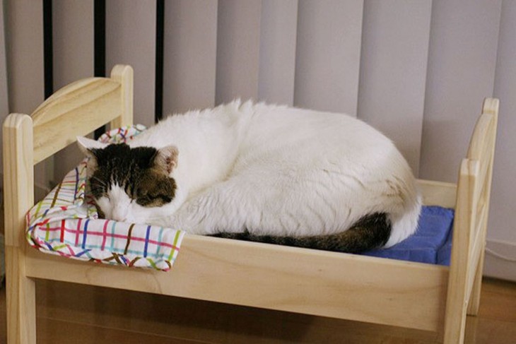 gato durmiendo en cama de muñecas