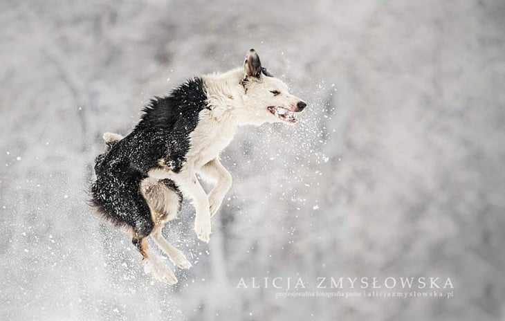 perro fotografiado cuando brinca