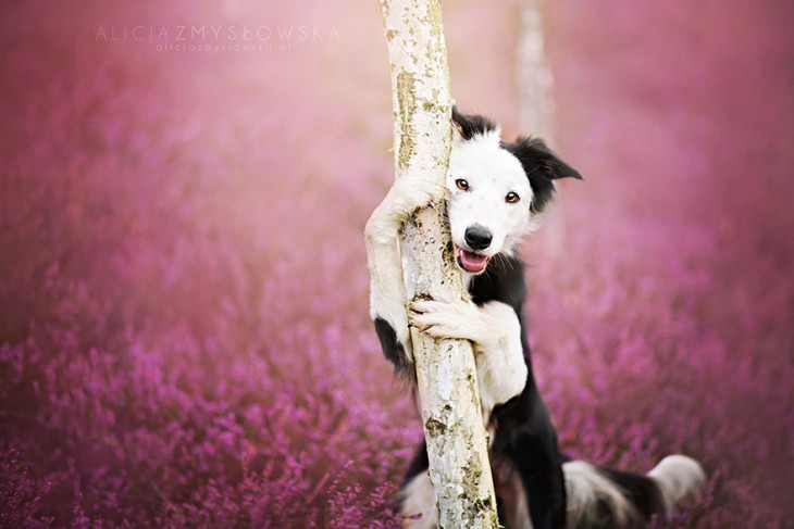 perro blanco con negro agarrado de un arbol