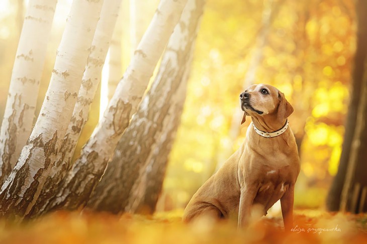 perro labrador dorado a un lado de un arbol