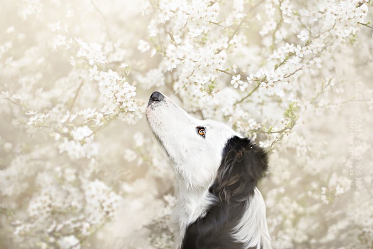 perro blanco con orejas negras oliendo flores blancas