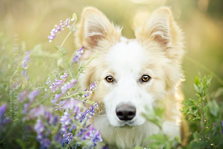 perro blanco atento