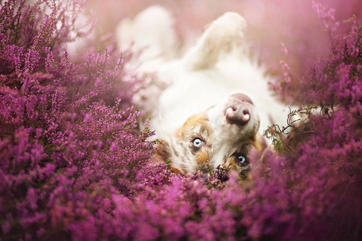 perro acostado viendo a la camara en un follaje morado