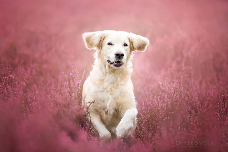 perro blanco brincando entre plantas de color rosa