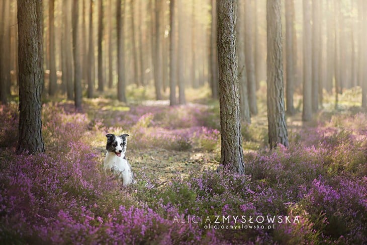 perro fotografiado en el bosque