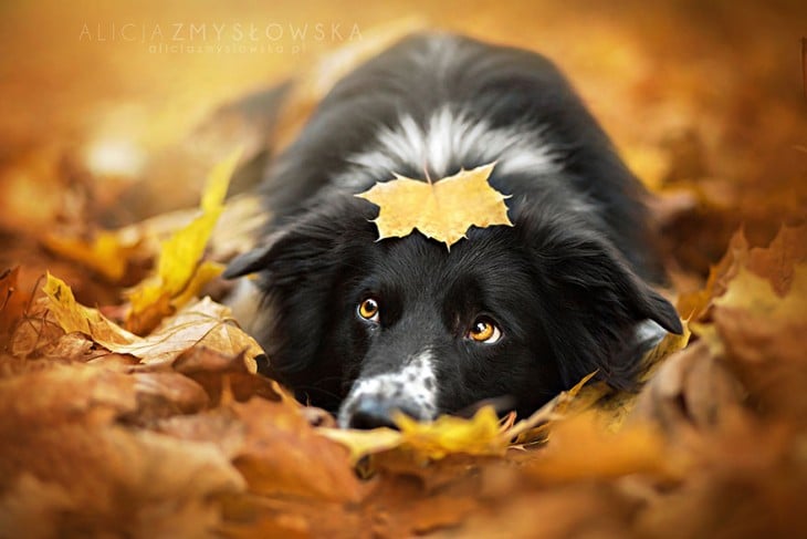 perro con cara de tristeza acostado entre hojas
