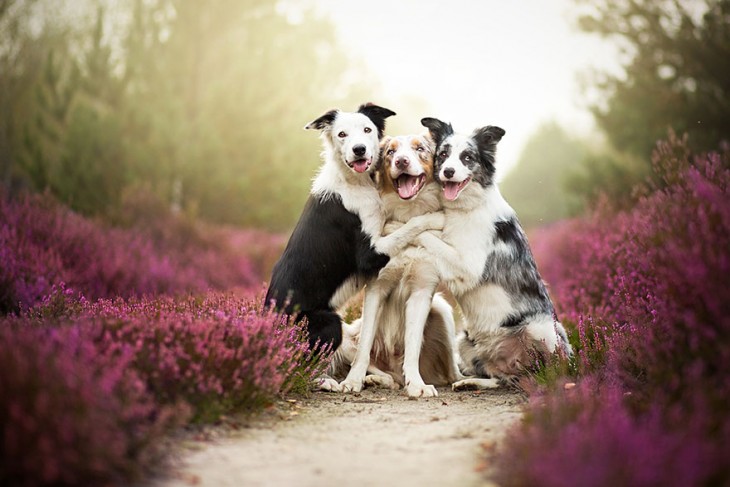 tres perros abrazandose