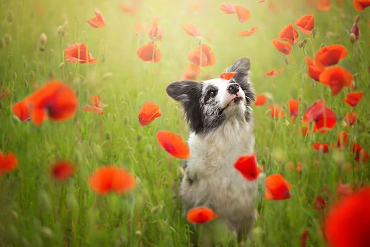 perro entre flores de color naranaja