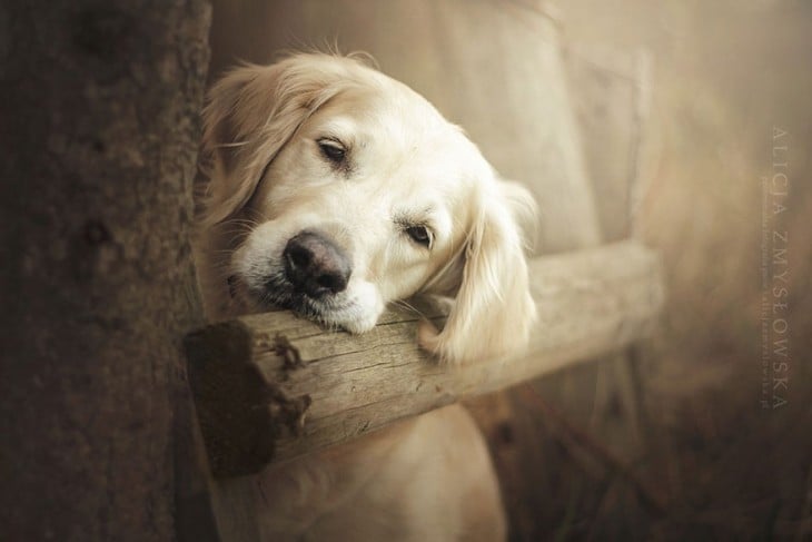 perro con cara triste sosteniendose en una valla