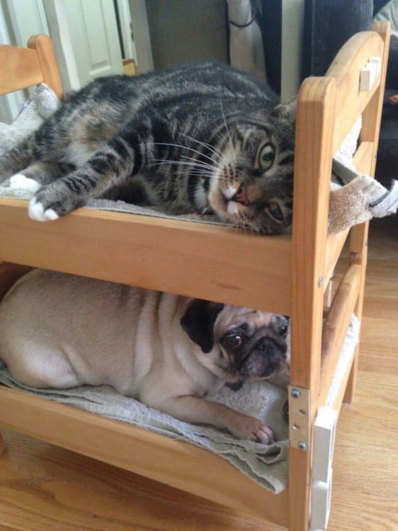 gato y perro durmiendo en cama de muñecas