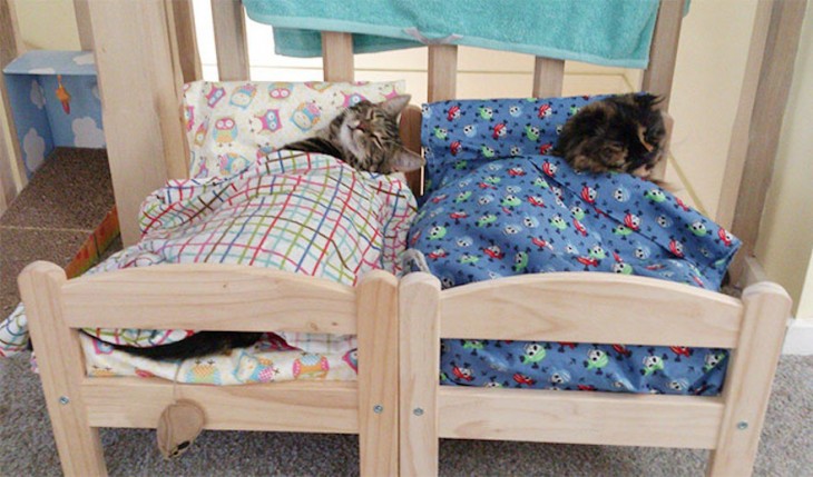 gatos durmiendo en cama de muñecas