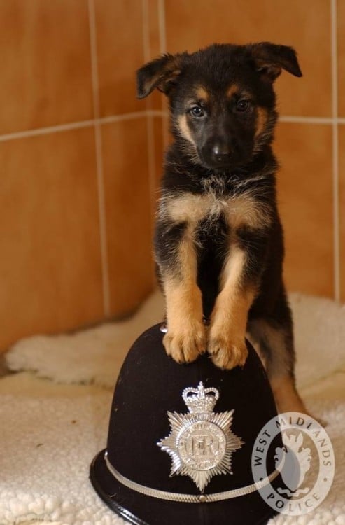 perrito pastor aleman arriba de un gorro de polcia