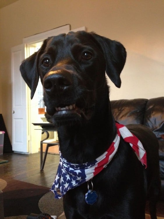 perro con paleacate de la bandera de EUA