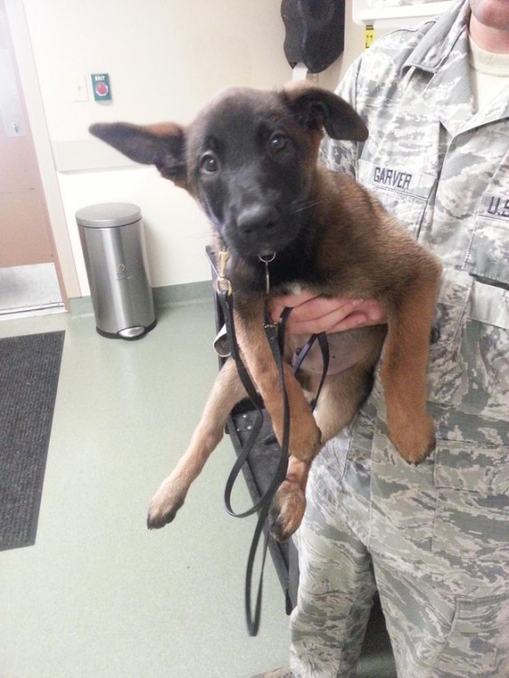 perro pastor aleman sostenido por un soldado