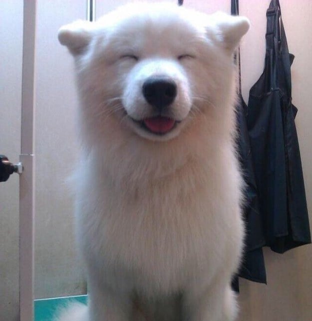 perro blanco sonriendo con los ojos cerrados