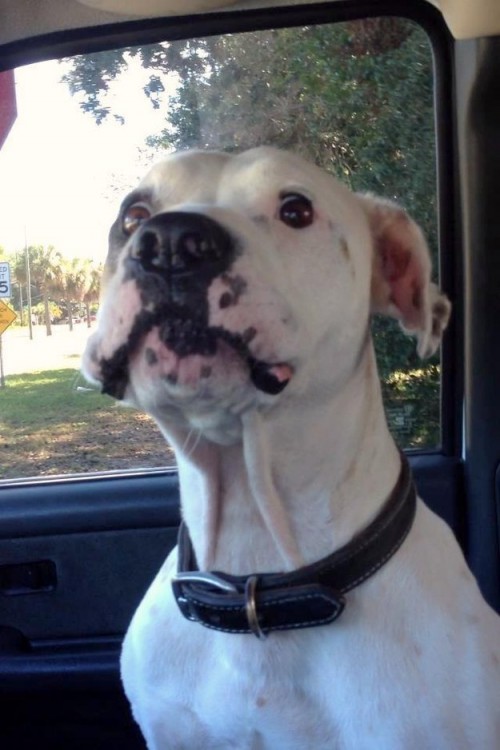 perro blanco con mancha en un ojo y collar negro