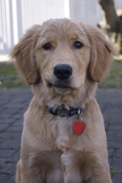 perro con cara de decepcion