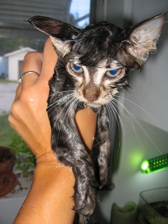 divertido gato mojado
