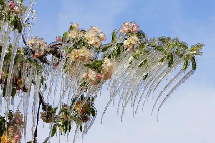 árbol lleno de nieve en las ramas