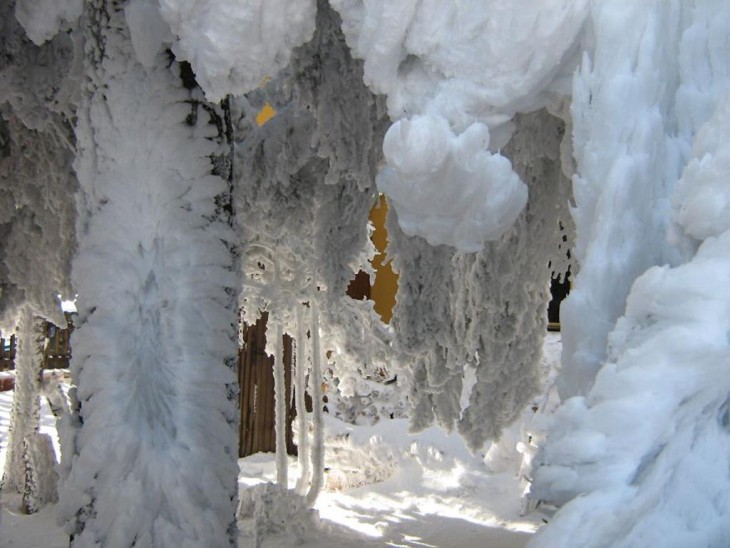 árbol lleno de nieve en las ramas