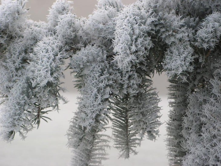 árbol lleno de nieve en las ramas