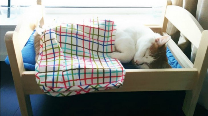 gato durmiendo en cama de muñecas