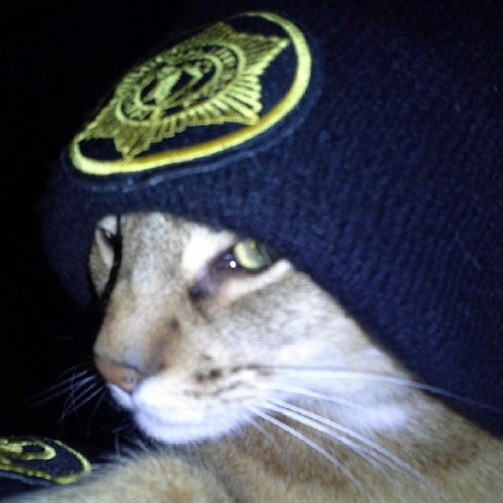 gato policía