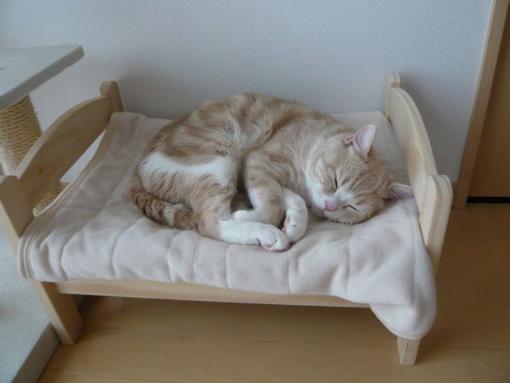 gato durmiendo en cama de muñecas