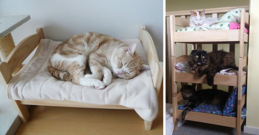 japones transforma cama de muñecas en camas de gatos