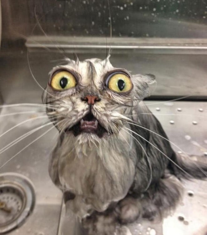 divertido gato mojado