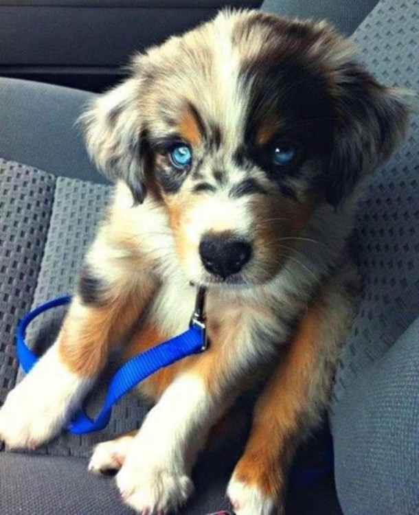 perro cruza de husky siberiano con golden retriewer