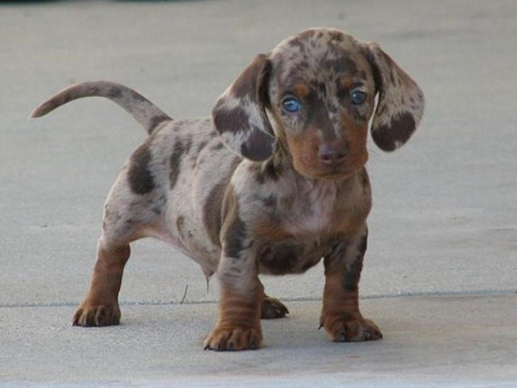 perro con manchas cafes de color gris con ojos azules