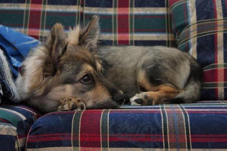 perrito de color gris acostado en un sillon