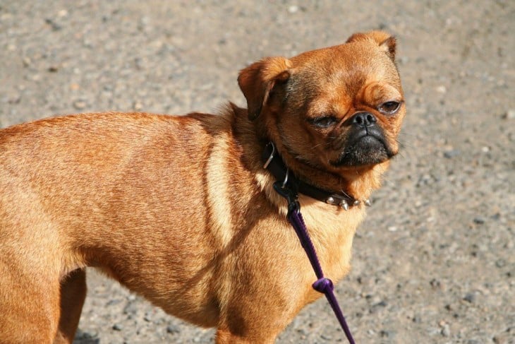 perro que parece que esta enojado cruza de pug con chihuahua