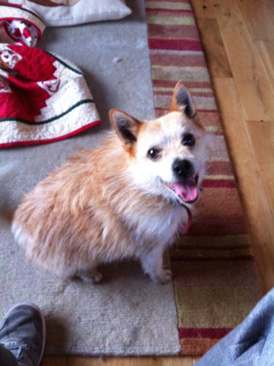 perrito cruza de raza pomerano con jack russell