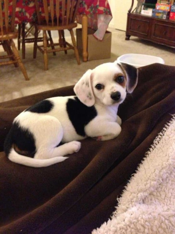 perro blanco con manchas negras raza chihuahua y beaggle