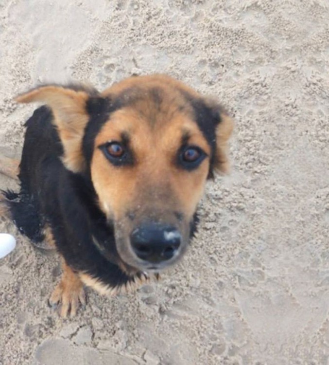 perrito sentado en la arena