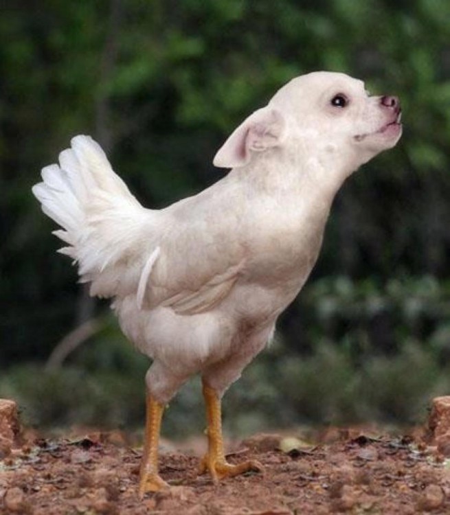 chihuahua con cabeza de pájaros 