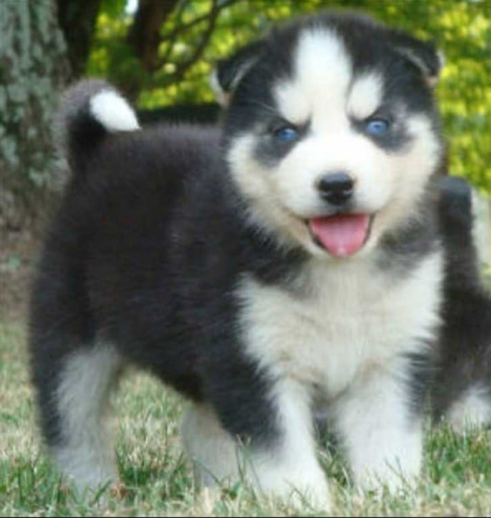 perro blanco con negro de ojos azules