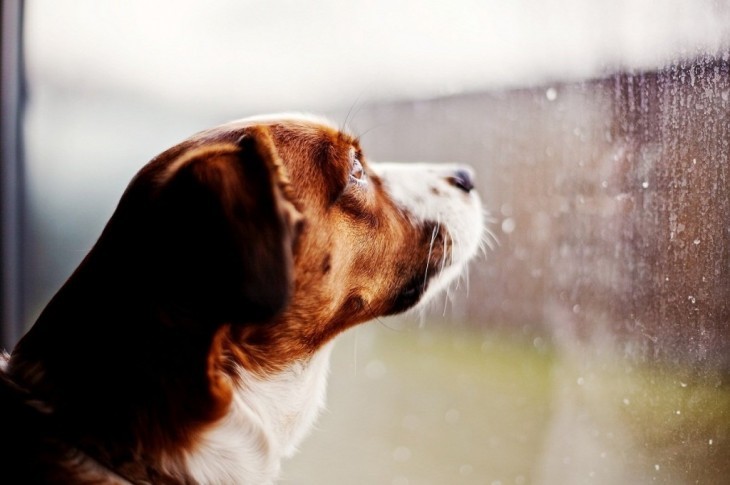 Cara de un perro mirando a través de una ventana con lluvia 