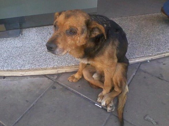 como cambia un perro antes y después de maltratos