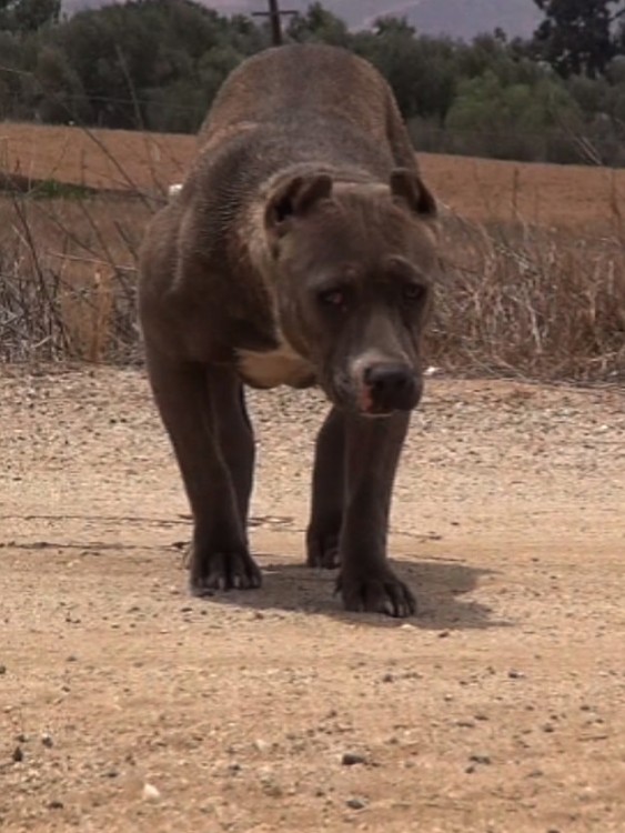 como cambia un perro antes y después de maltratos