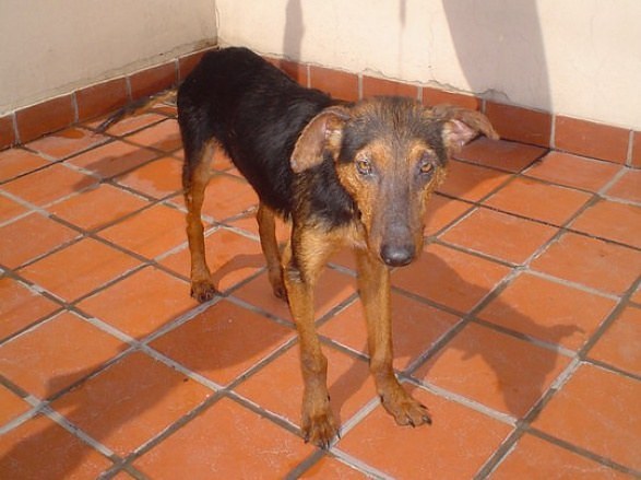 como cambia un perro antes y después de maltratos